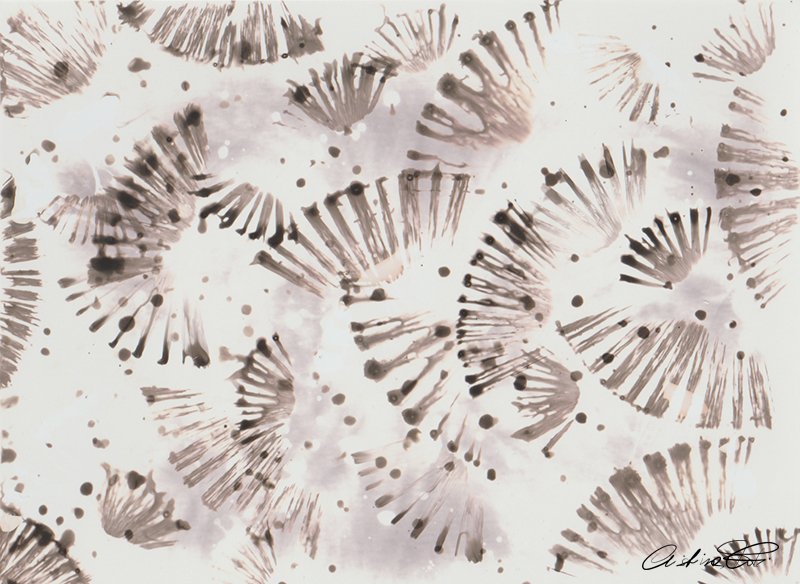 Fotografia cameraless, con soggetto astratto, che ricorda ventagli giapponesi.