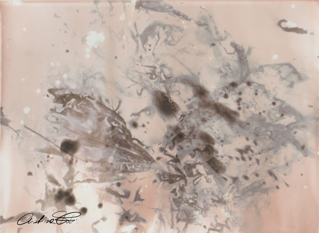 L'ombra della farfalla - fotografia cameraless by Fotopoiesi di Cristina Foti